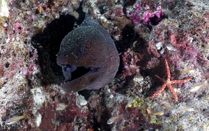 Maldives 2021 - Murene javanaise - Giant morey - Gymnothorax javanicus - DSC00850_rc